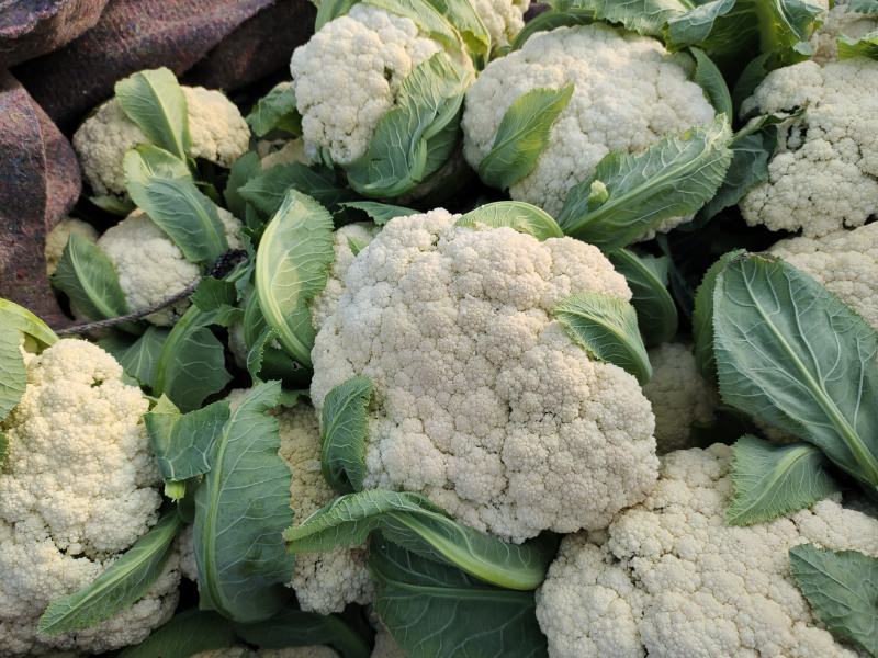 砀山县，菜花，白面青梗，货源充足欢迎新老客户前来订购