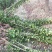 一米八高北海道黄杨量大无中间商差价，欢迎选购