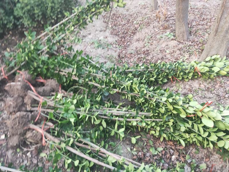 一米八高北海道黄杨量大无中间商差价，欢迎选购