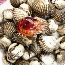 连云港血蛤蜊，不是毛蛤蜊，鲜活血蛤全国鲜活发货