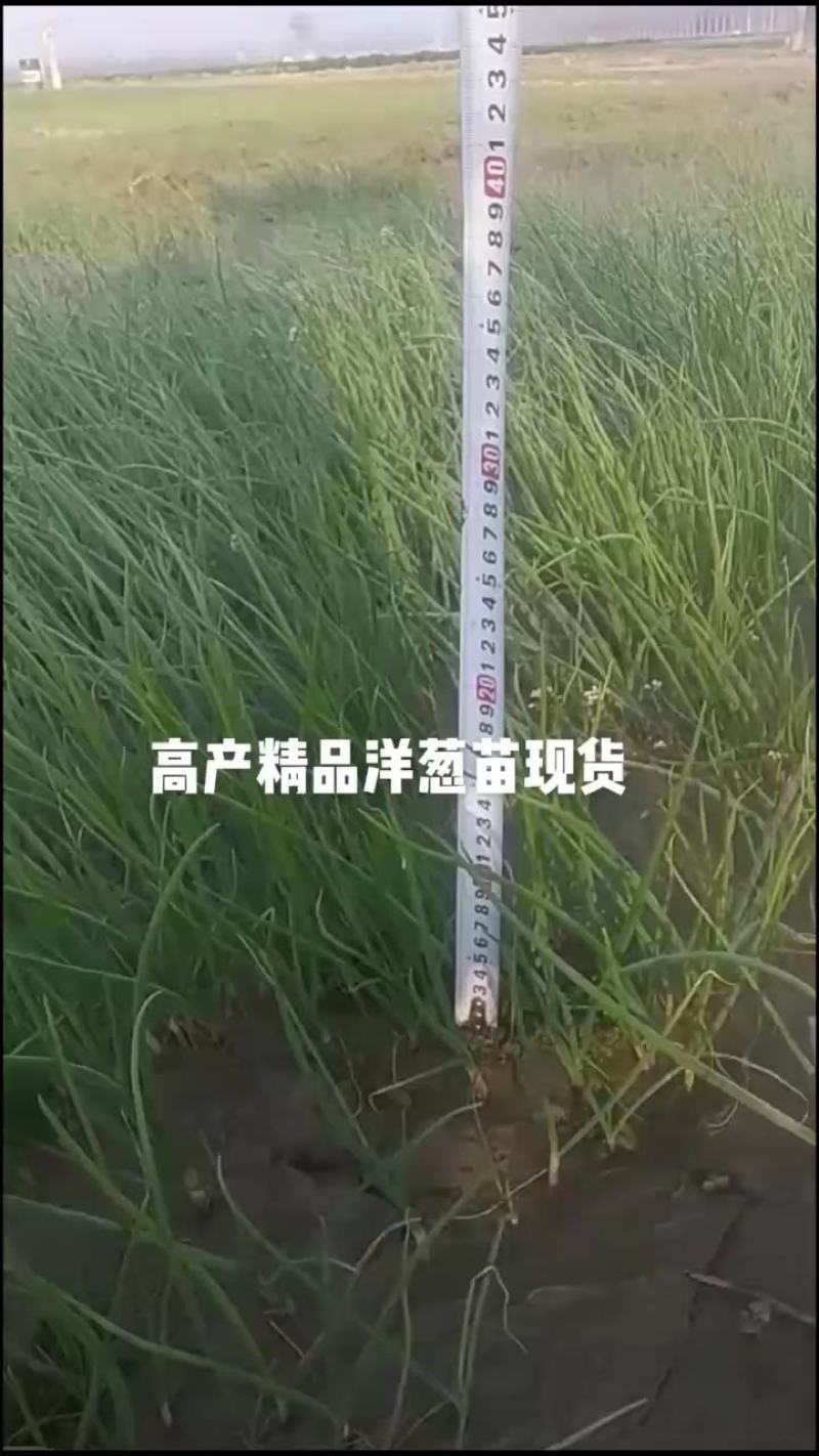 百亩育苗基地直供发货优选高产紫皮早熟洋葱苗，白露后育苗