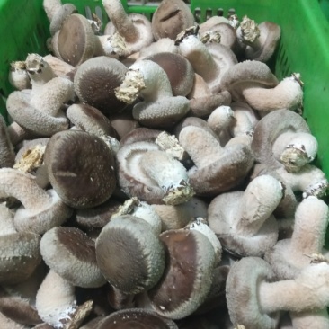 家庭农场香茹