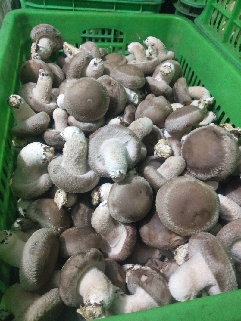 家庭农场香茹
