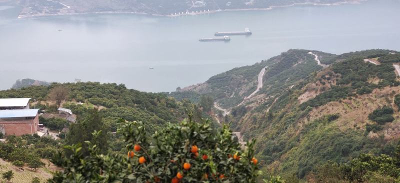 【热销】重庆奉节脐橙纽荷尔脐橙高次果电商果一件代发