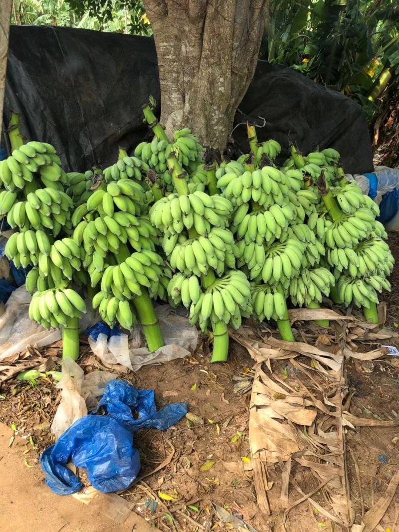 广东湛江遂溪粉蕉欢迎来电咨询支持视频看货