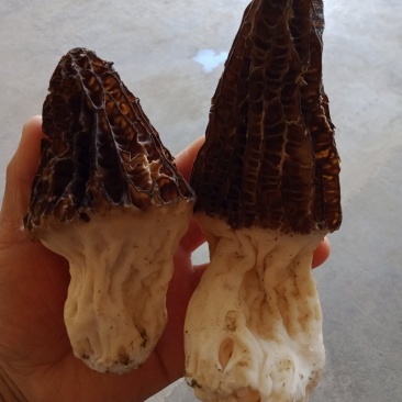 【精品】羊肚菌质量保证全国发货欢迎联系