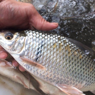 河鱼新鲜鲮鱼土鲮万绿湖味道鲜美农家食材淡水湖鱼发货