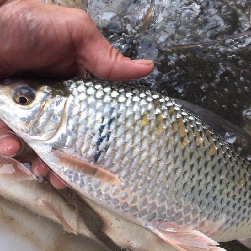 河鱼新鲜鲮鱼土鲮万绿湖味道鲜美农家食材淡水湖鱼发货