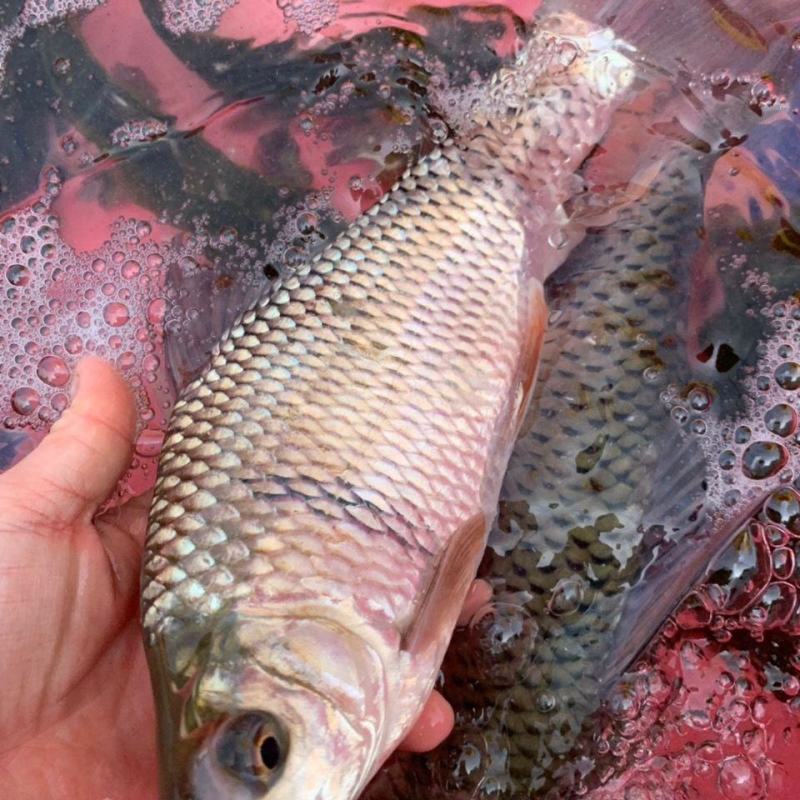 河鱼新鲜鲮鱼土鲮万绿湖味道鲜美农家食材淡水湖鱼发货