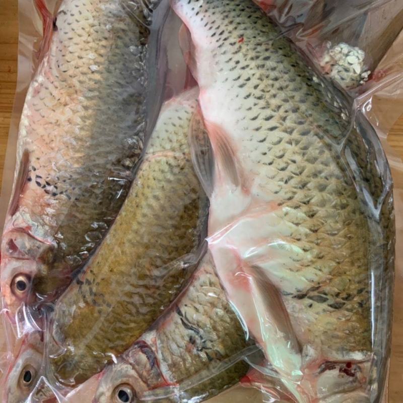 河鱼新鲜鲮鱼土鲮万绿湖味道鲜美农家食材淡水湖鱼发货