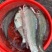 河鱼新鲜鲮鱼土鲮万绿湖味道鲜美农家食材淡水湖鱼发货