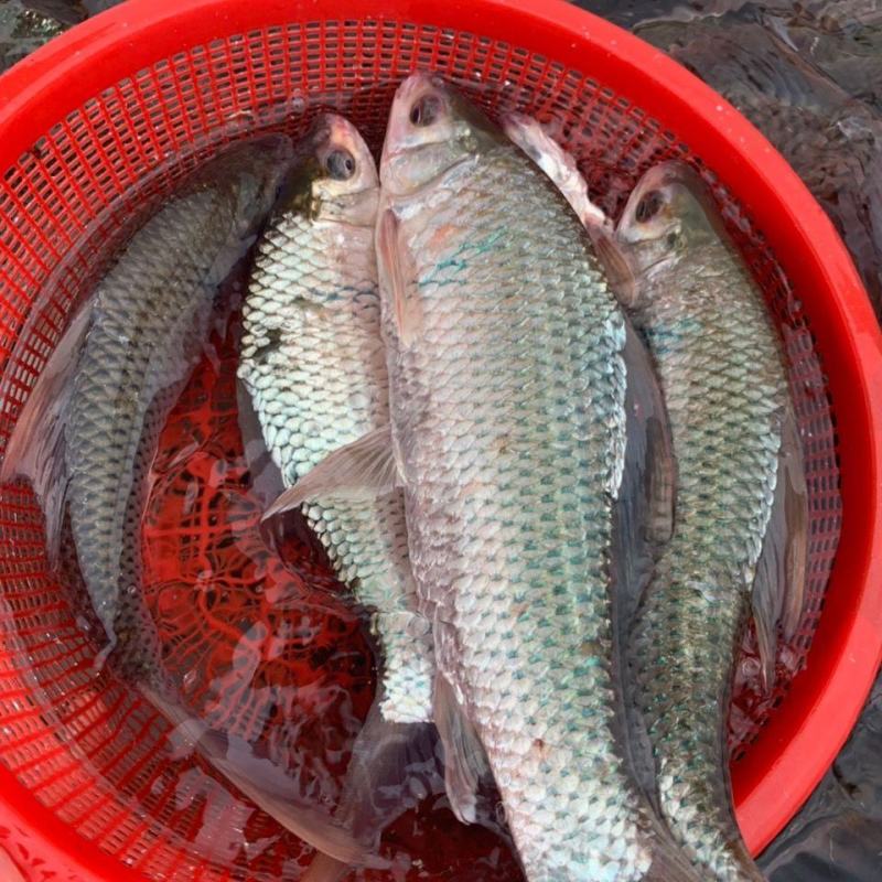 河鱼新鲜鲮鱼土鲮万绿湖味道鲜美农家食材淡水湖鱼发货