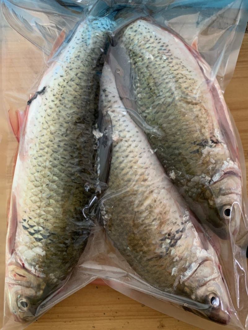 河鱼新鲜鲮鱼土鲮万绿湖味道鲜美农家食材淡水湖鱼发货