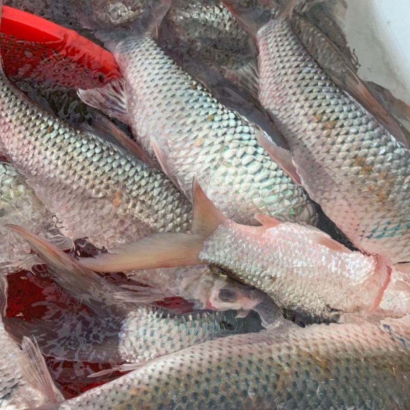 河鱼新鲜鲮鱼土鲮万绿湖味道鲜美农家食材淡水湖鱼发货