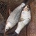 河鱼新鲜鲮鱼土鲮万绿湖味道鲜美农家食材淡水湖鱼发货
