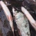 河鱼新鲜鲮鱼土鲮万绿湖味道鲜美农家食材淡水湖鱼发货