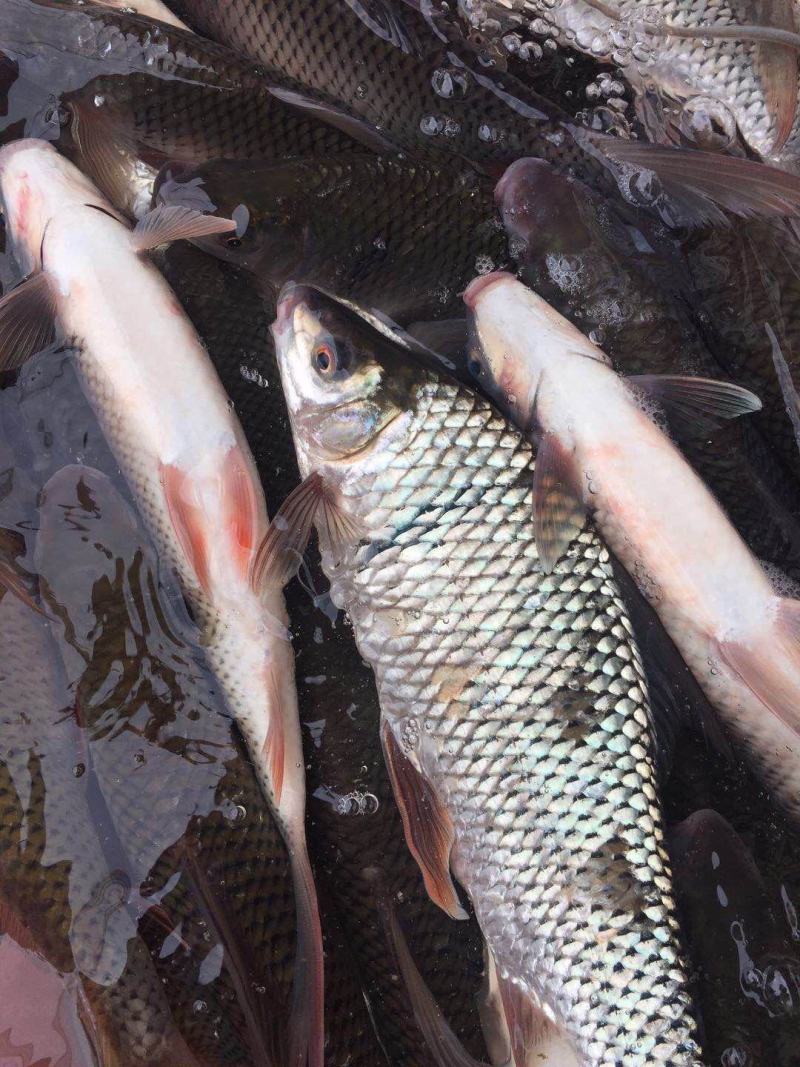 河鱼新鲜鲮鱼土鲮万绿湖味道鲜美农家食材淡水湖鱼发货