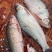 河鱼新鲜鲮鱼土鲮万绿湖味道鲜美农家食材淡水湖鱼发货