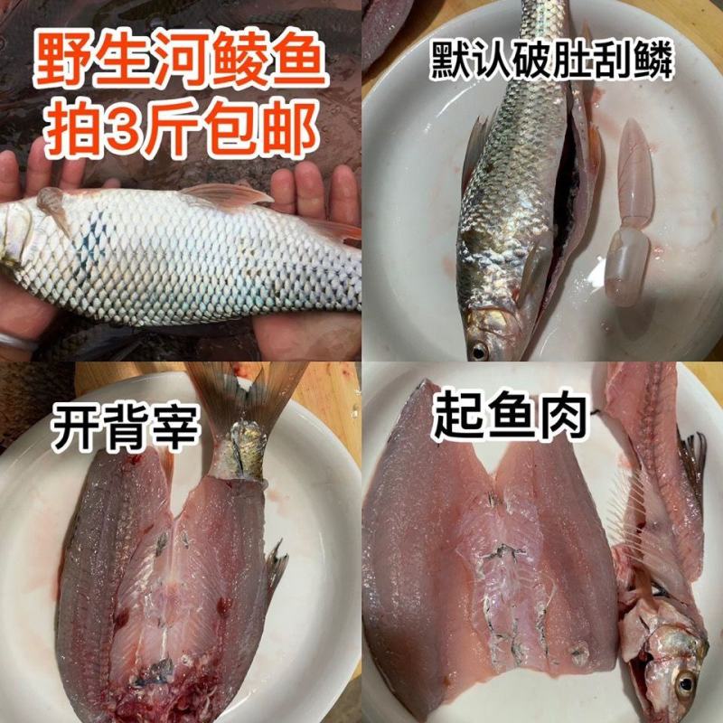 河鱼新鲜鲮鱼土鲮万绿湖味道鲜美农家食材淡水湖鱼发货