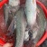 河鱼新鲜鲮鱼土鲮万绿湖味道鲜美农家食材淡水湖鱼发货