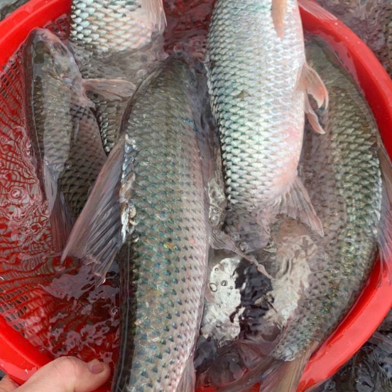 河鱼新鲜鲮鱼土鲮万绿湖味道鲜美农家食材淡水湖鱼发货