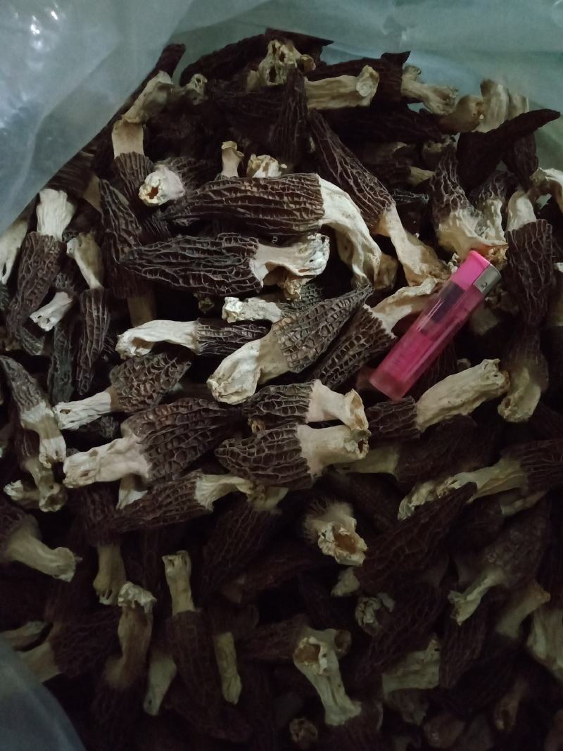 【精品】羊肚菌质量保证全国发货欢迎联系