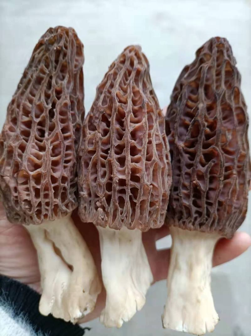 【精品】羊肚菌质量保证全国发货欢迎联系