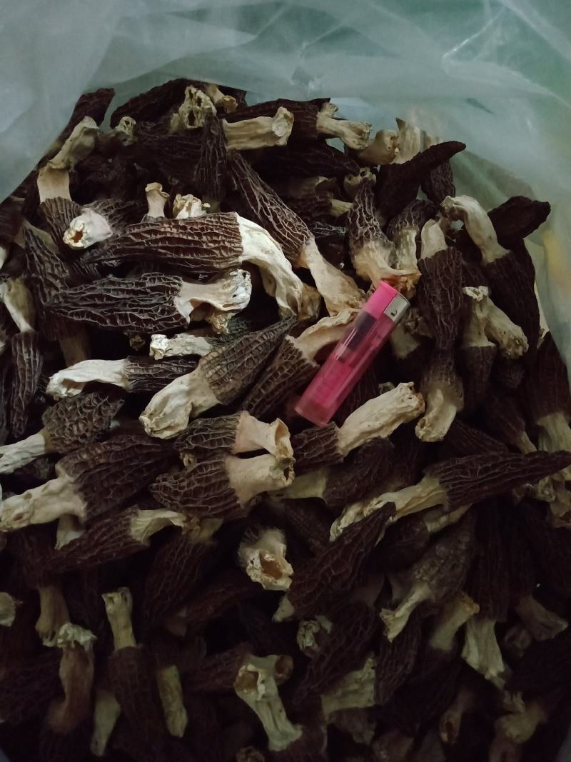 【精品】羊肚菌质量保证全国发货欢迎联系