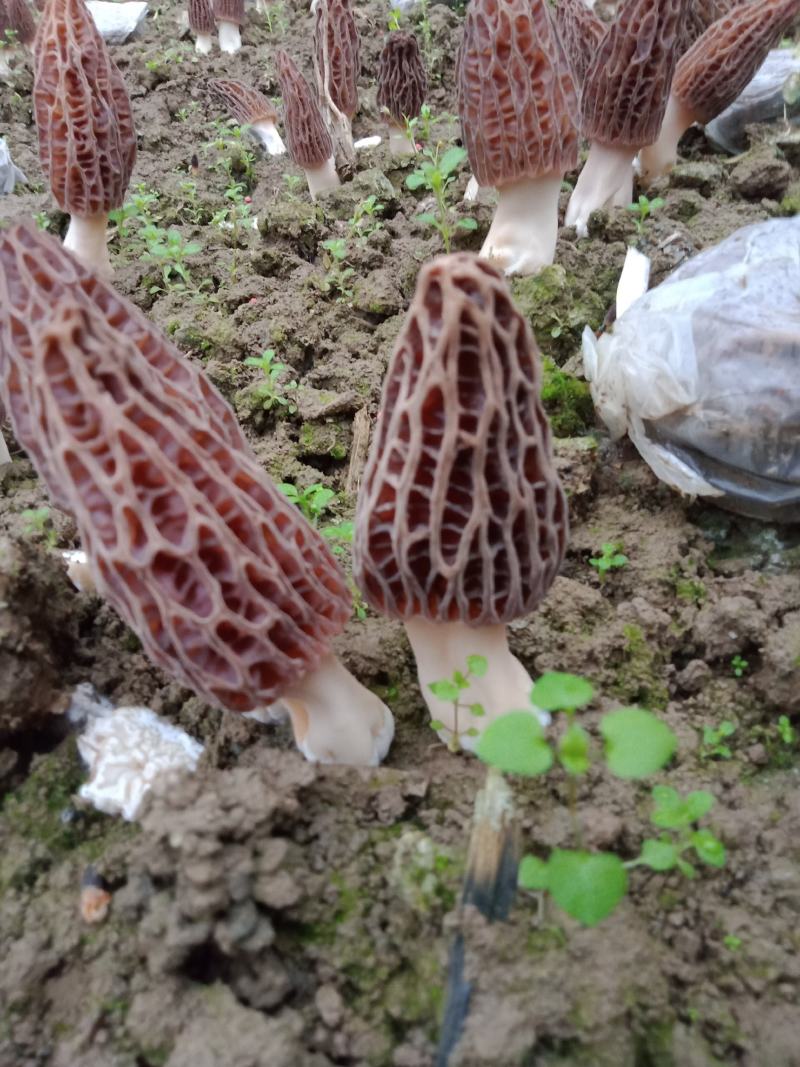 【精品】羊肚菌质量保证全国发货欢迎联系