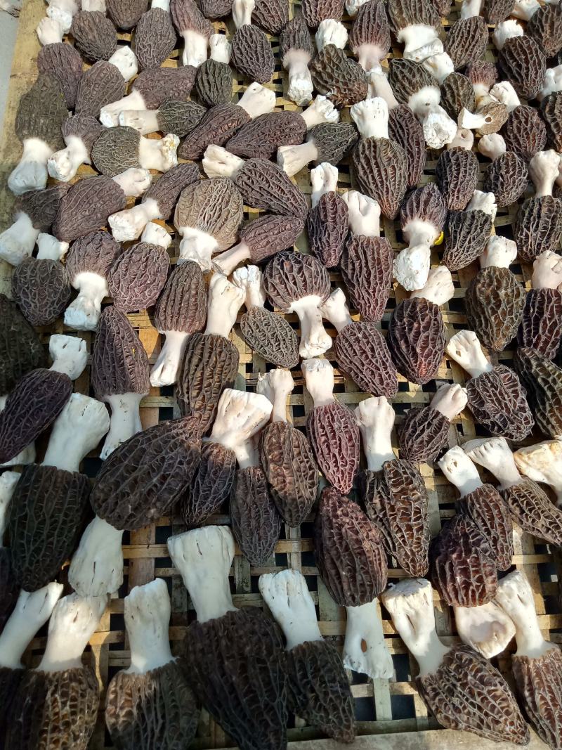 【精品】羊肚菌质量保证全国发货欢迎联系