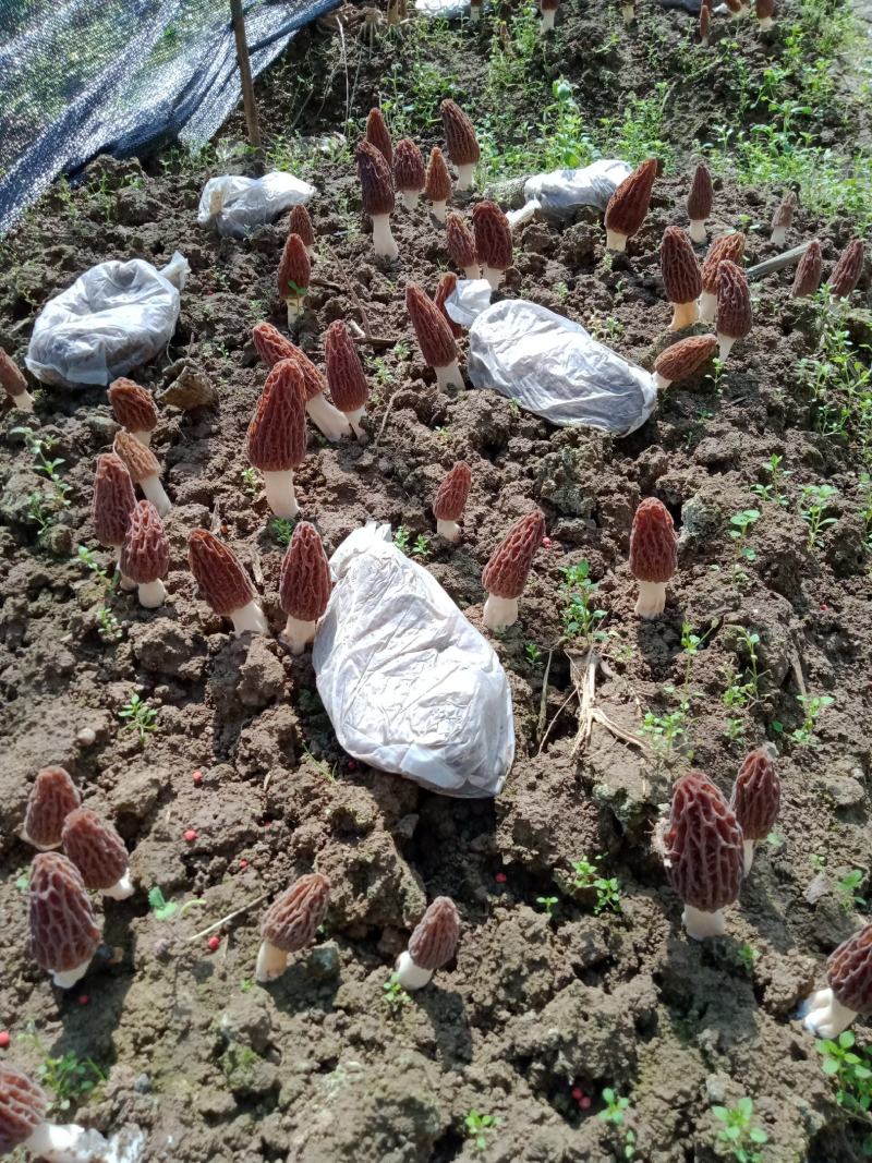 【精品】羊肚菌质量保证全国发货欢迎联系