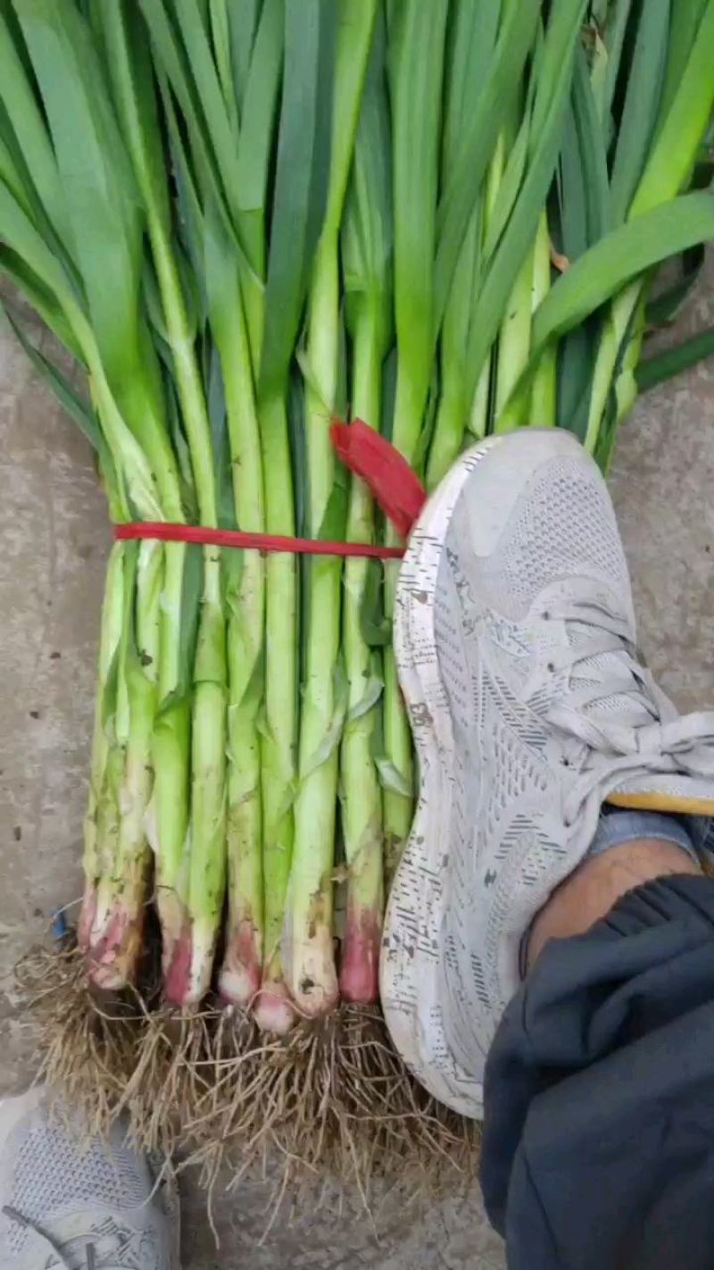 蒜苗红跟蒜苗质优价廉春节前每天挂车发货量大从优