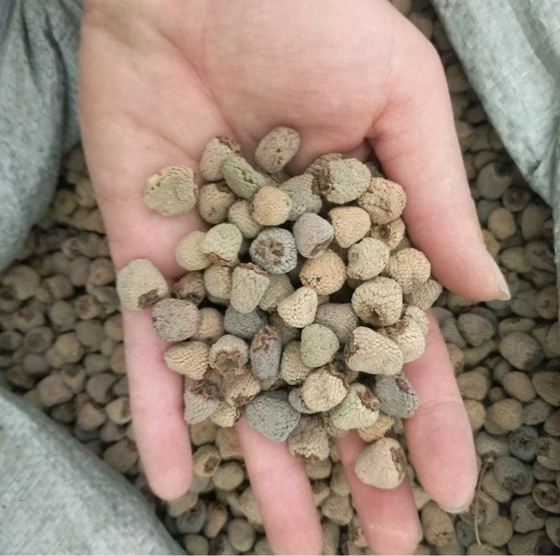 振兴药材批发供应覆盆子规格齐全产地直供一手货源全国发货