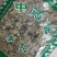丁香叶冷背药材干货叶子量大从优干净无杂质