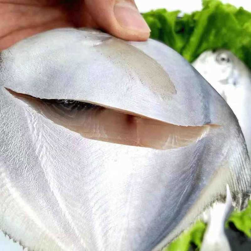 【产地直发】银鲳鱼白鲳鱼扁平鱼新鲜冷冻海鲜水产包邮