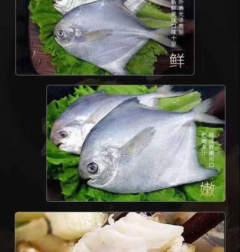 【产地直发】银鲳鱼白鲳鱼扁平鱼新鲜冷冻海鲜水产包邮
