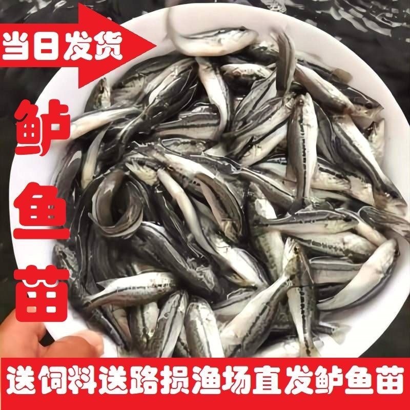 优质鲈鱼苗，规格齐全包运费包技术指导产地直发