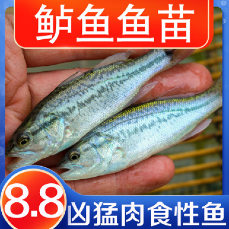 优质鲈鱼苗，规格齐全包运费包技术指导产地直发