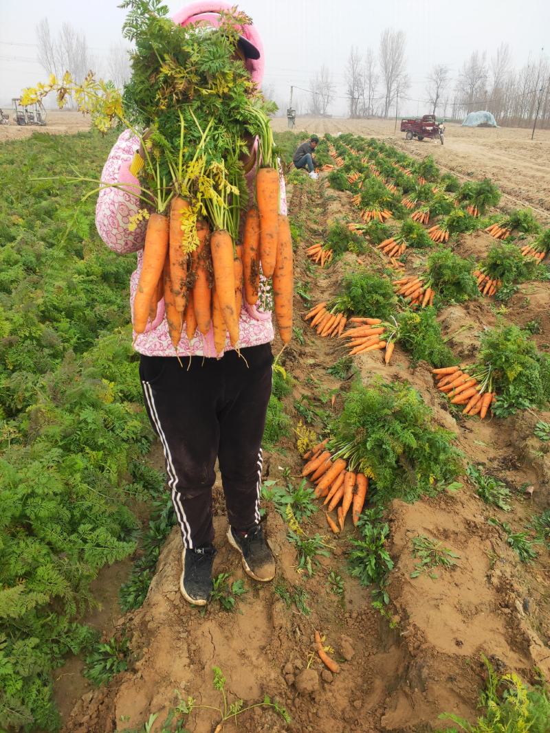 开封精品。纯沙地，三红胡萝卜。口感脆甜脆甜，欢迎下单