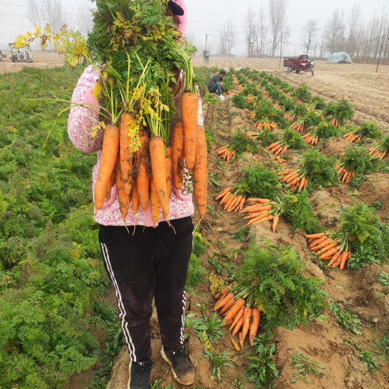 开封精品。纯沙地，三红胡萝卜。口感脆甜脆甜，欢迎下单