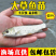 草鱼大小规格都有，提供养殖技术指导优质品质产地直销