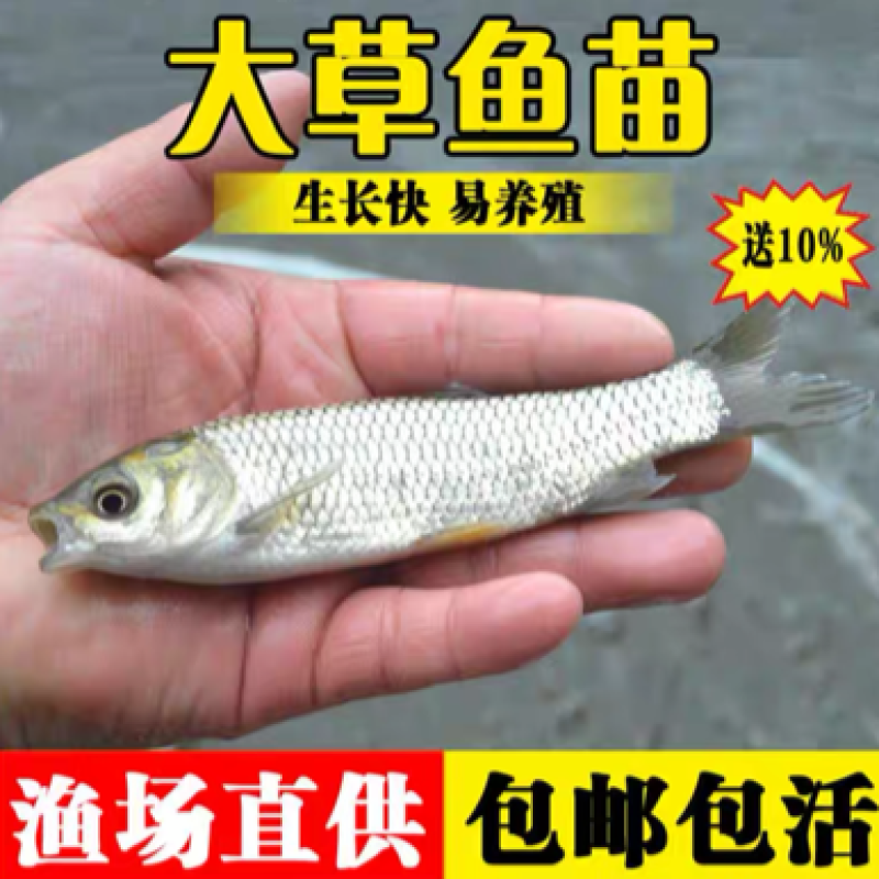 草鱼大小规格都有，提供养殖技术指导优质品质产地直销