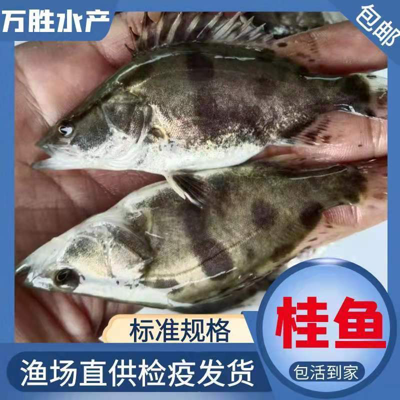 鳜鱼苗基地全国送货，技术指导产地直销，欢迎采购