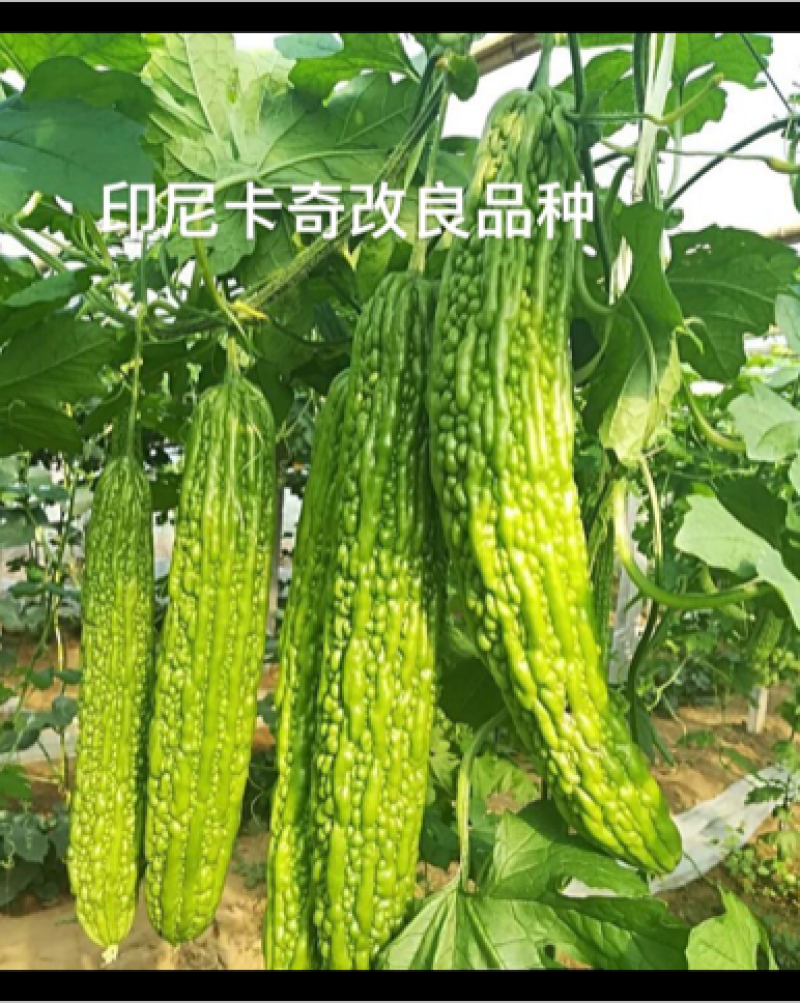苦瓜种子，油亮型产量高，抗病强，颜色好结的多