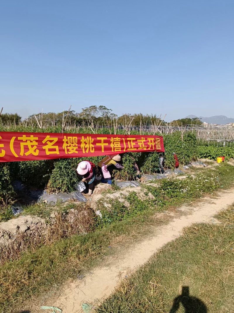 （精品）电白精品千禧圣女果大量上市，产地直发，物美价优。