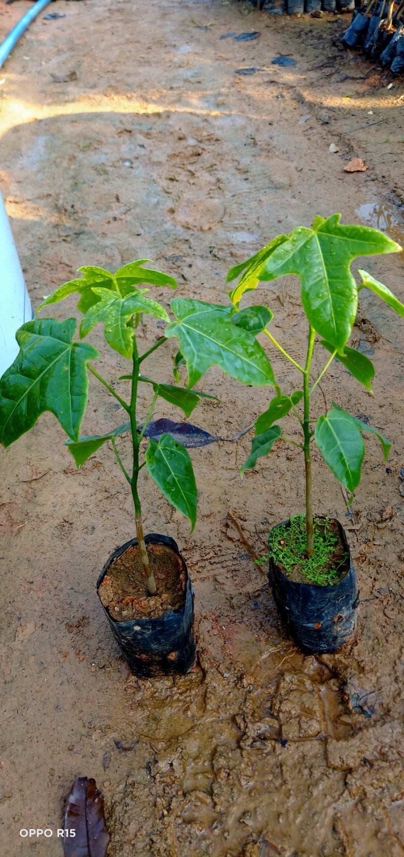 澳洲火焰木树苗公园庭院别墅院子种植树绿化工程树苗开花品种
