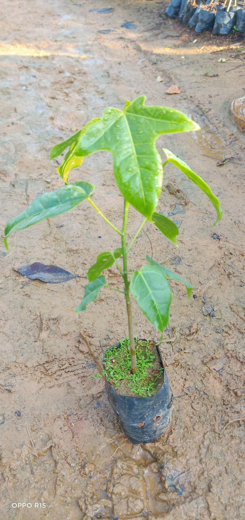 澳洲火焰木树苗公园庭院别墅院子种植树绿化工程树苗开花品种