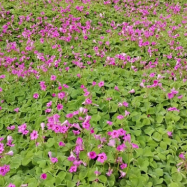 苗圃产出红花酢酱草量大从优