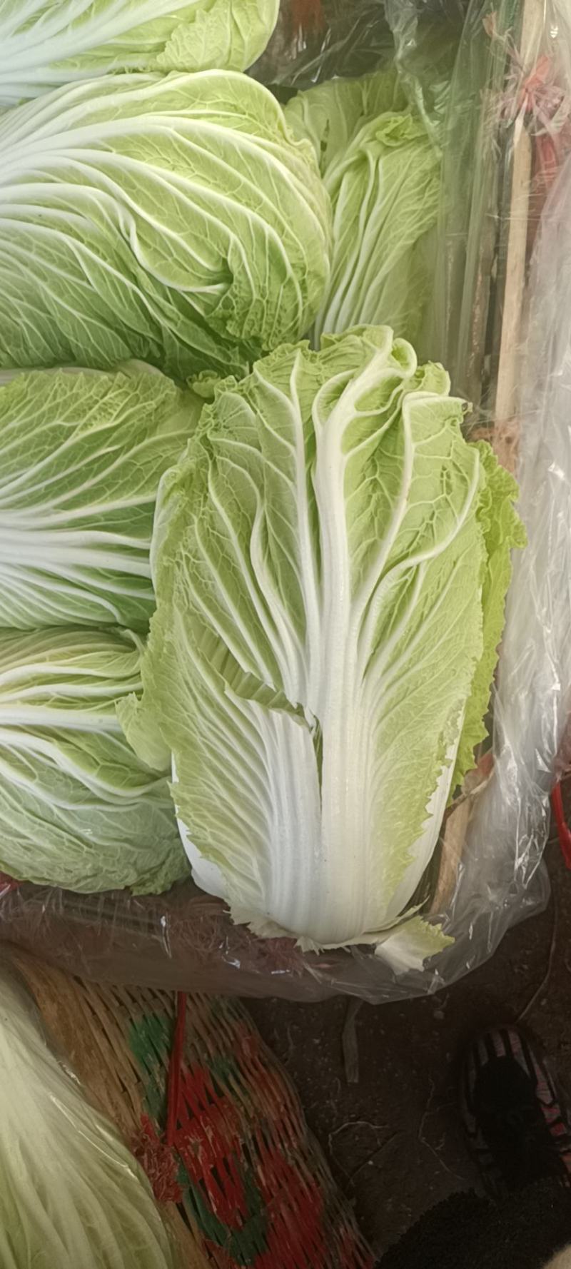 山东白菜大量上市中，有87---14！有纯黄心的秋宝！
