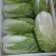 山东白菜大量上市中，有87---14！有纯黄心的秋宝！